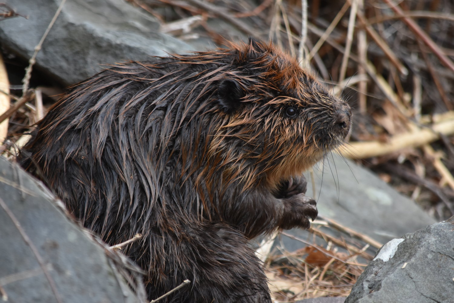 Adult beavers average 40 to 60 pounds and typically grow up to 40 inches in length. Their stubby bodies, glossy brown coats and paddle-shaped tails make this mammal easily identifiable in the Upper Delaware River region.